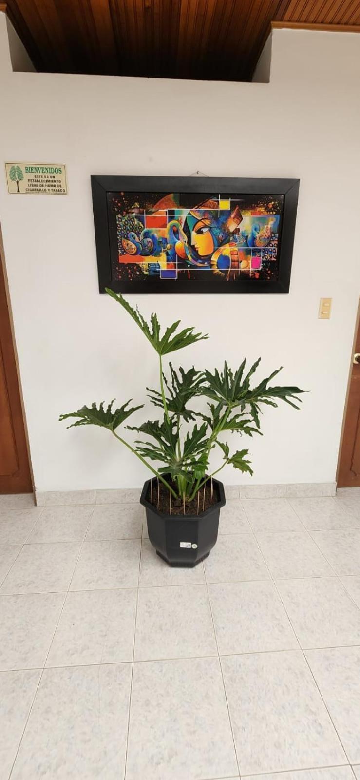 Luna Verde Hotel Neiva  Extérieur photo